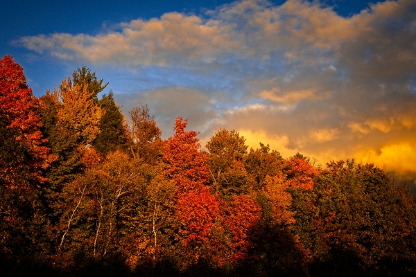 Golden Hour in the Treetops Print