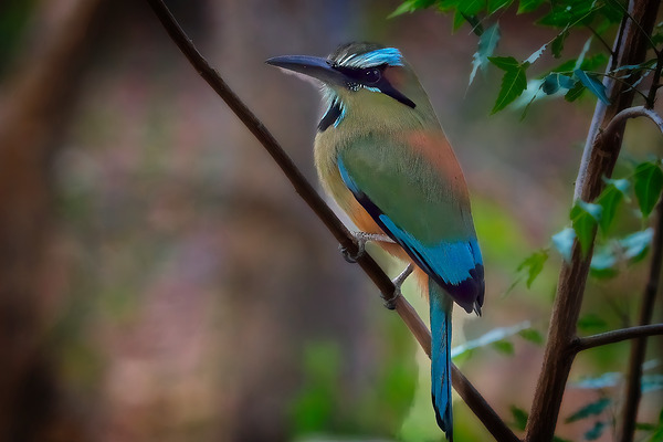 Tropical Daydream Print