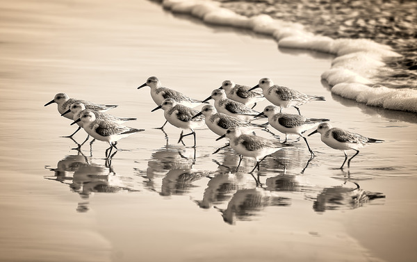 Gentle Pursuit Print