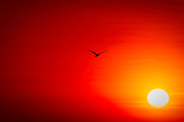 Flight Into the Fire Sky Print