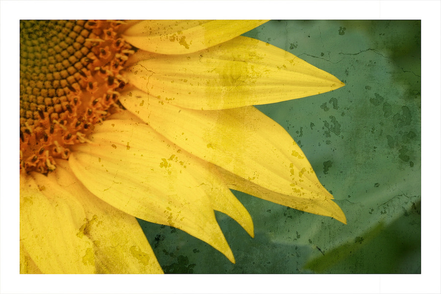 Sunflower Glow  Print