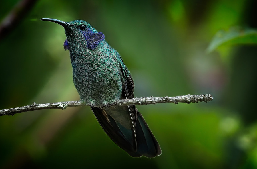 Emerald Whisper  Print