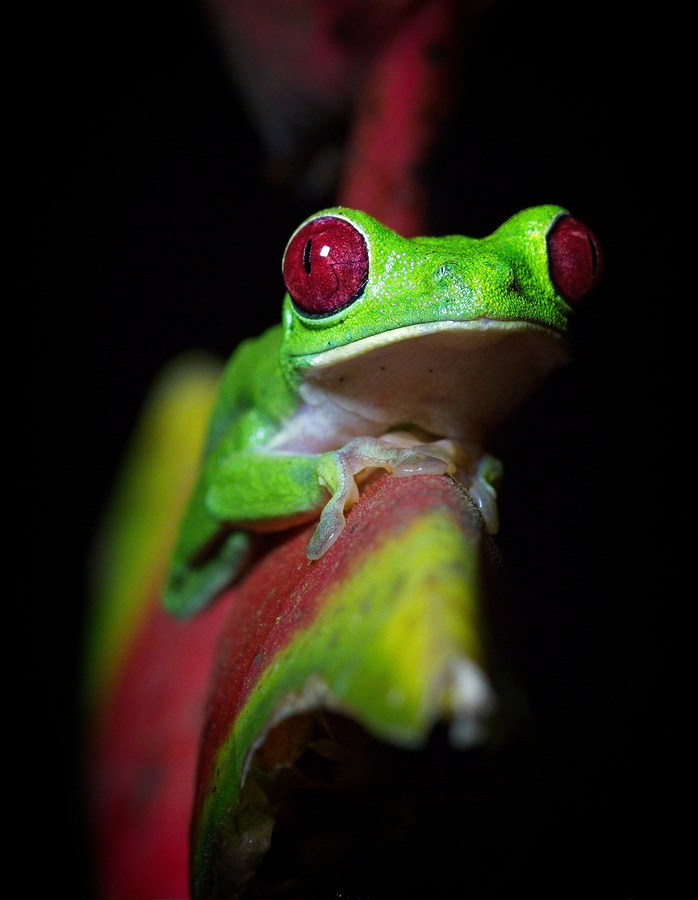 Red-Eyed Tree Frog  Print