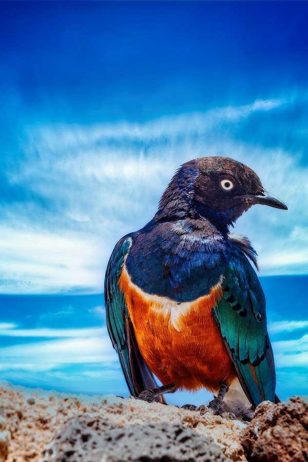 Skyfire Starling  Print