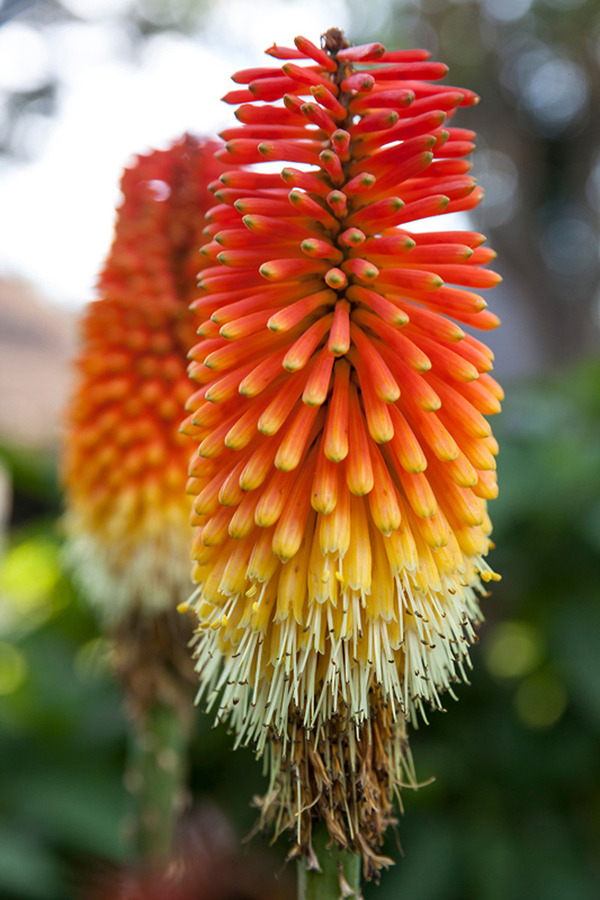 Fire Dance Bloom  Print