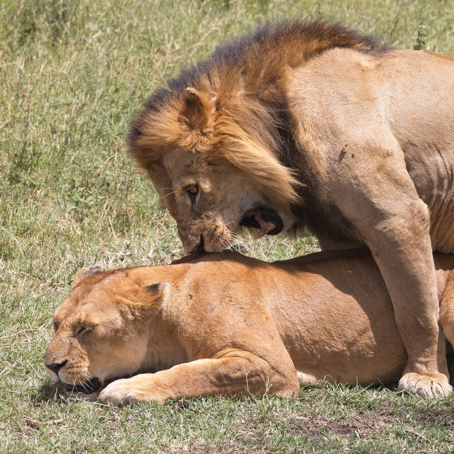 The Lions Claim  Print