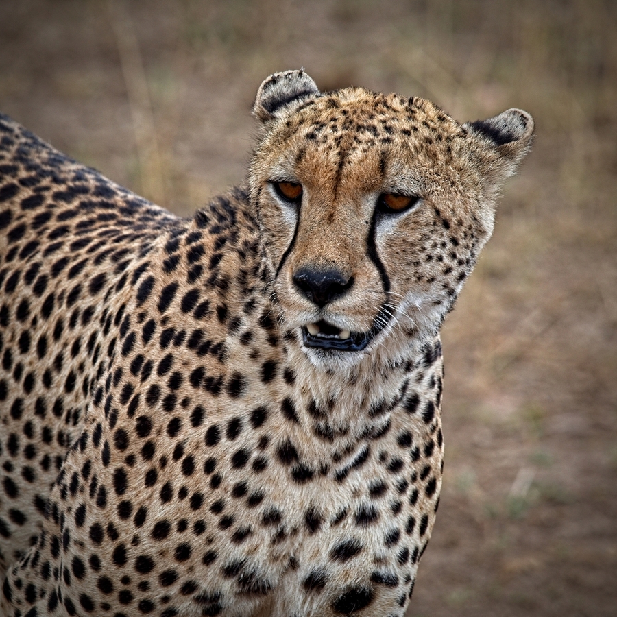 Cheetah Portrait  Print