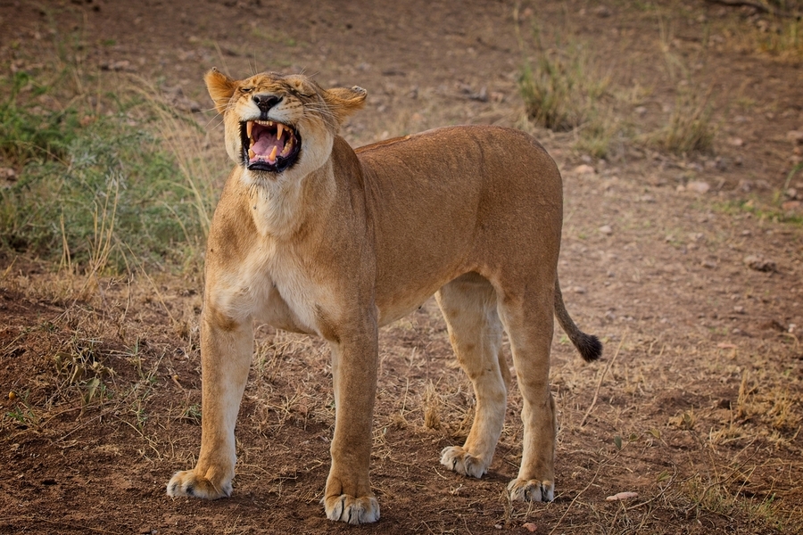 Roar of the Morning  Print