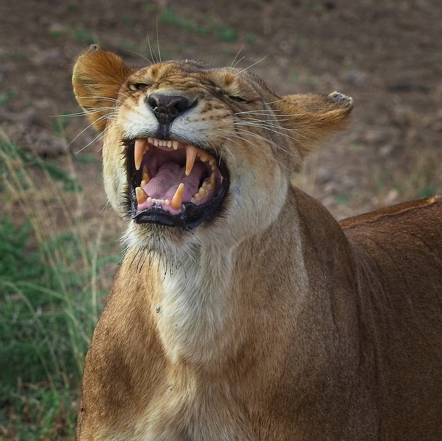 Roar of the Wild  Print