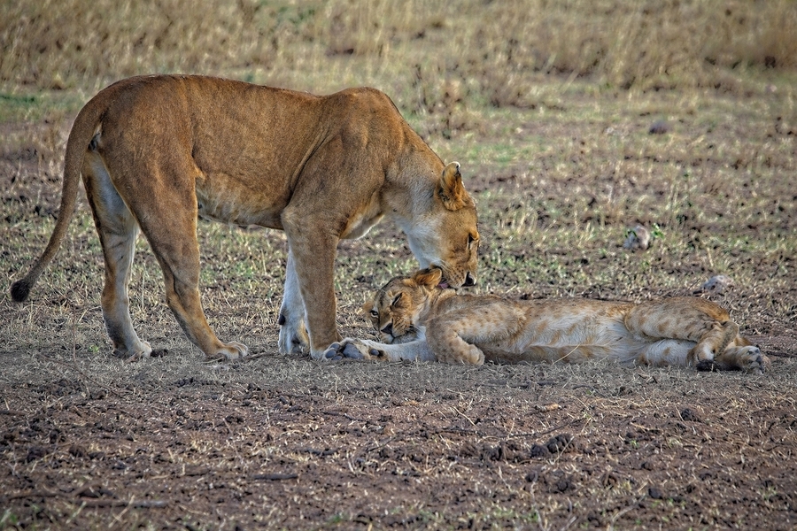 Mother’s Nudge  Print