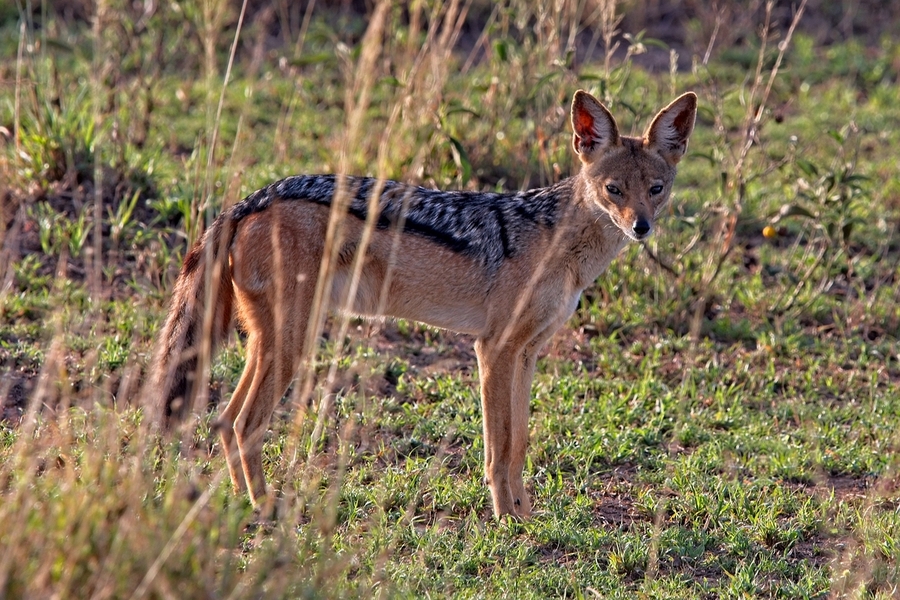 Silent Watcher of the Plains  Print