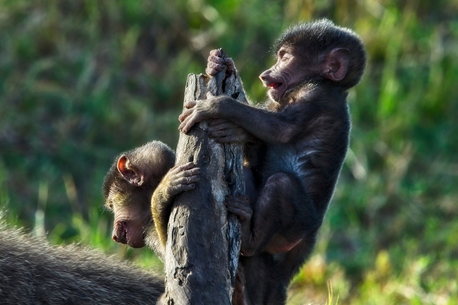 Baboons youth  Print