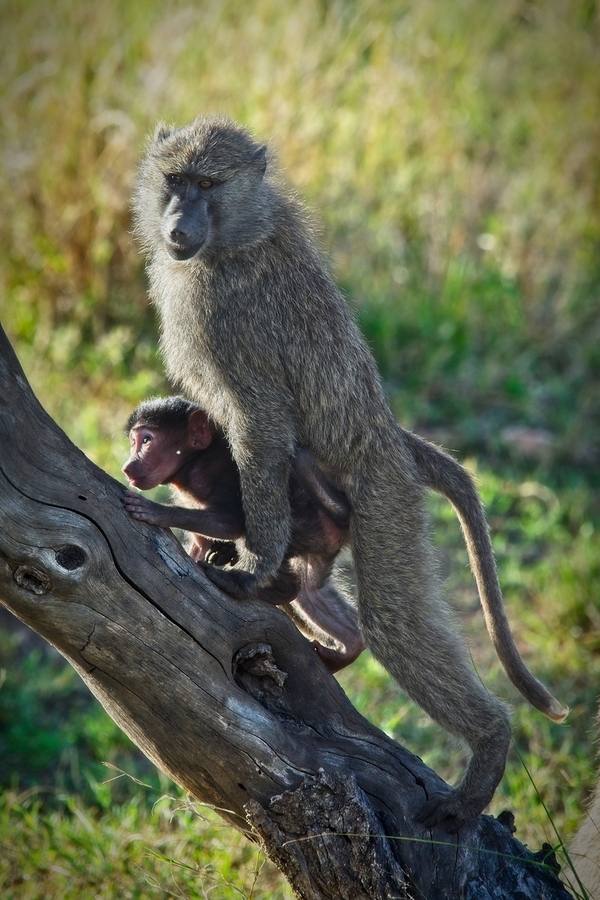 Mother’s Hold  Print