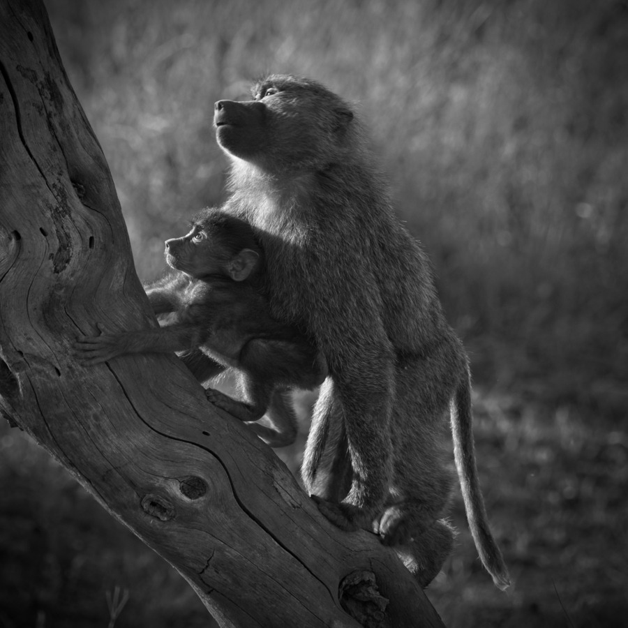 Baboons in Morning Light  Print