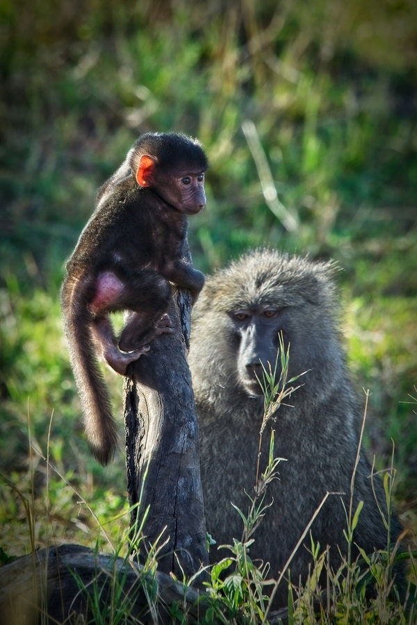 Little Leader  Print