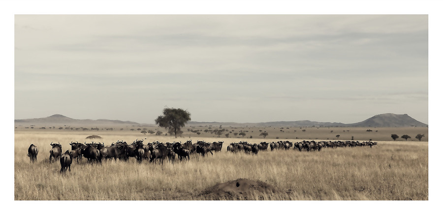 The Long Trek  Print