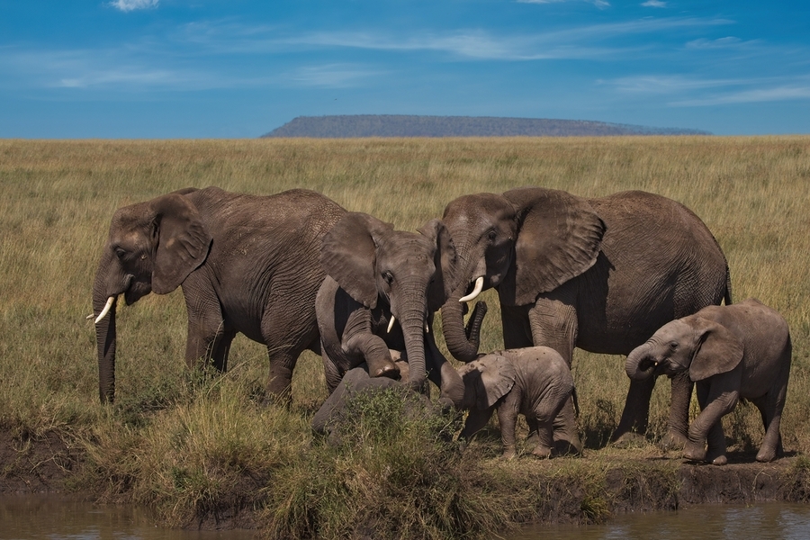Elephant Family Gathering  Print