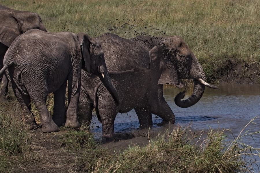 Mud Bath Ritual  Print