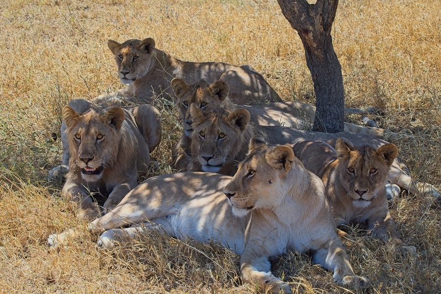 Pride at Rest  Print