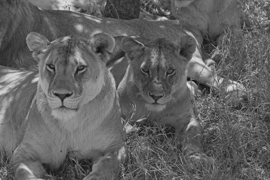 Sisters of the Savannah  Print