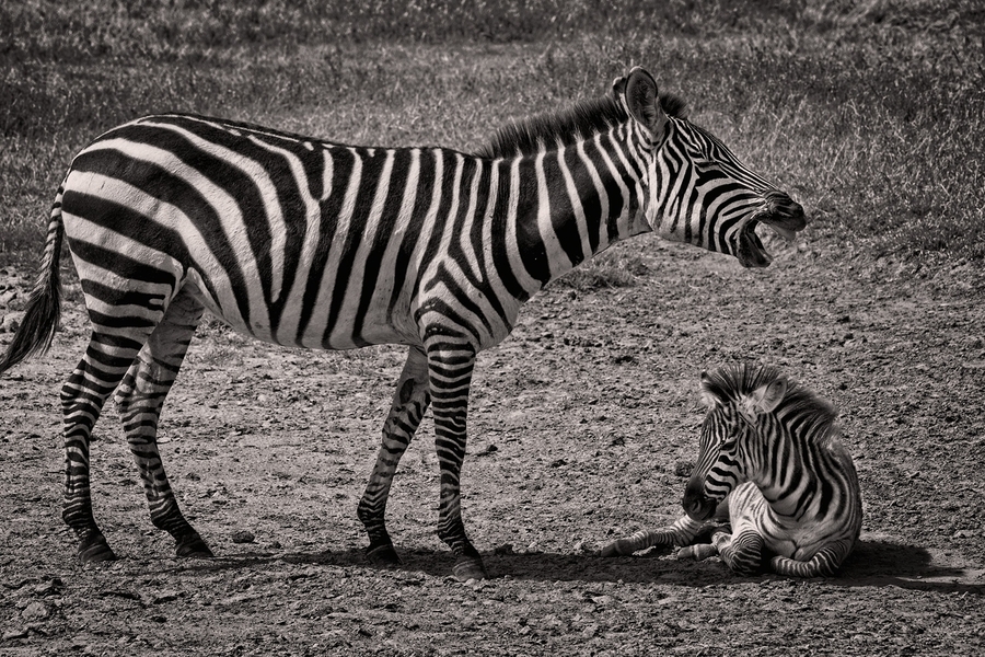 Zebras at Rest  Print