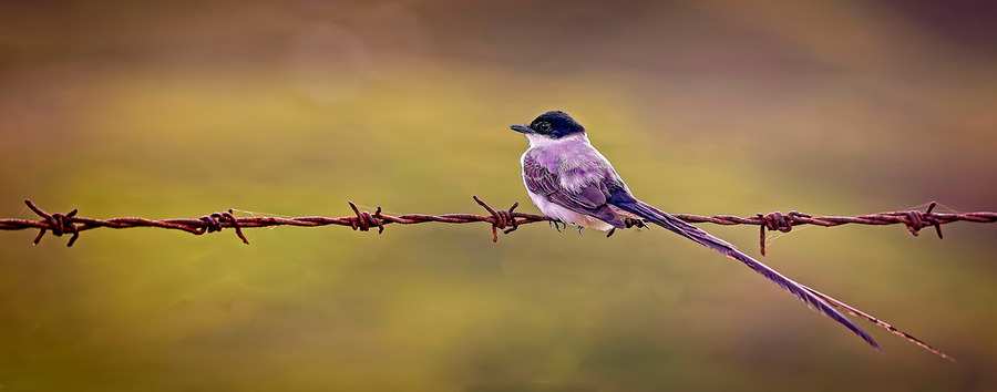 Feathered Sunset  Print