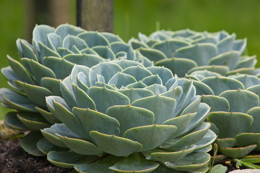 Succulent Rosettes  Print