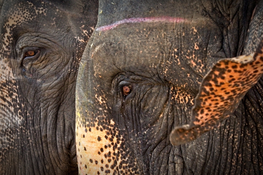 Ancient Companions  Print