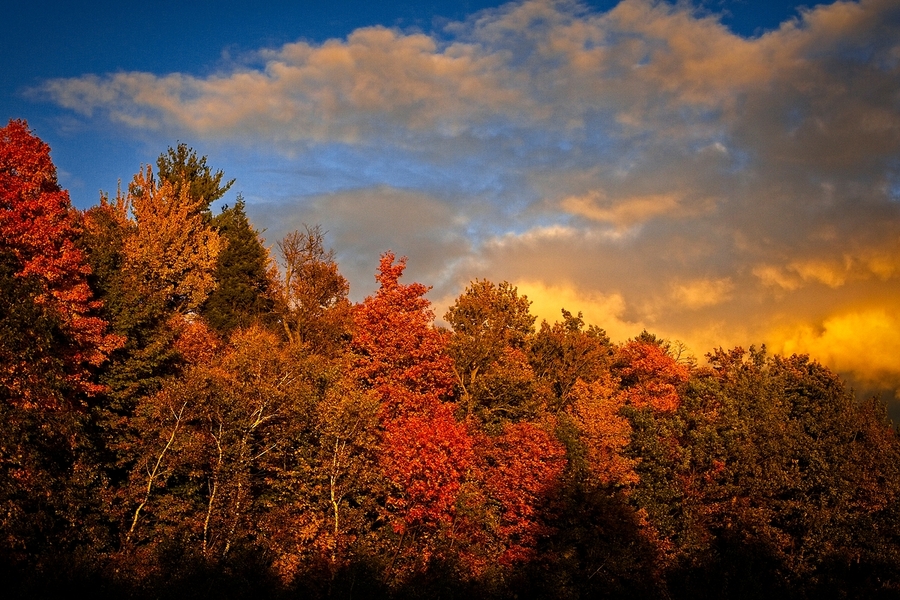 Golden Hour in the Treetops  Print