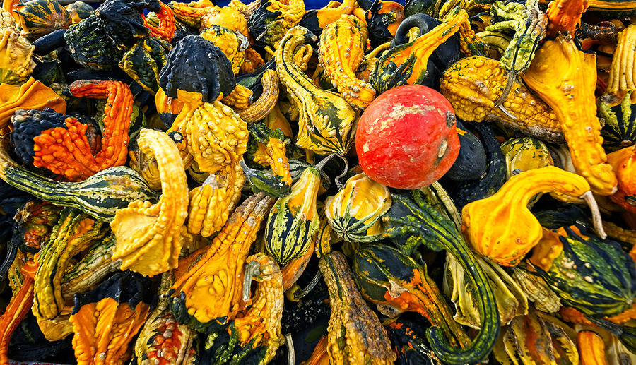 Harvest Chaos  Print