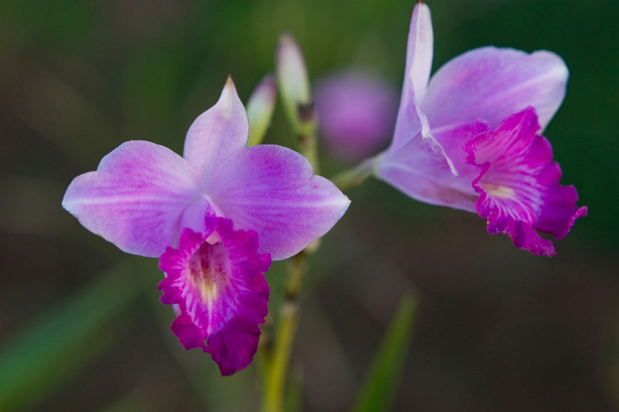 Purple Orchid Pair  Print