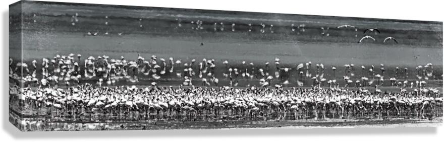 Flame of the Canopy Canvas Print