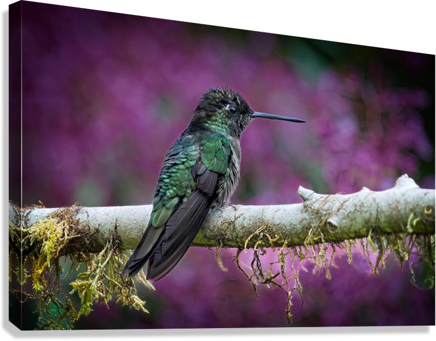 DSC00165  Canvas Print