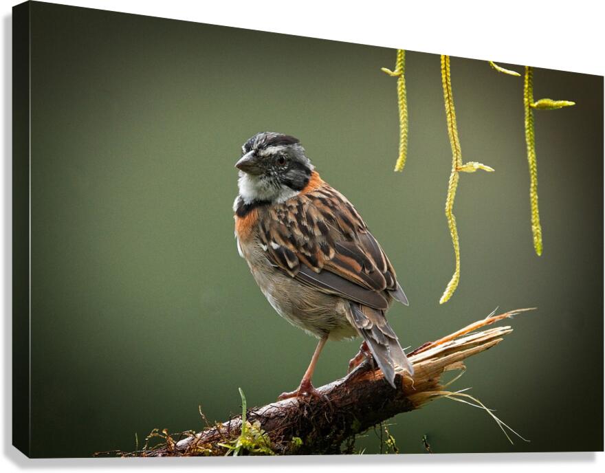 Perched in the Green Mist Canvas Print