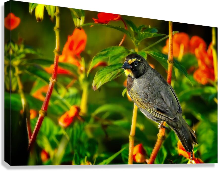 Sunlit Garden Glow Canvas Print