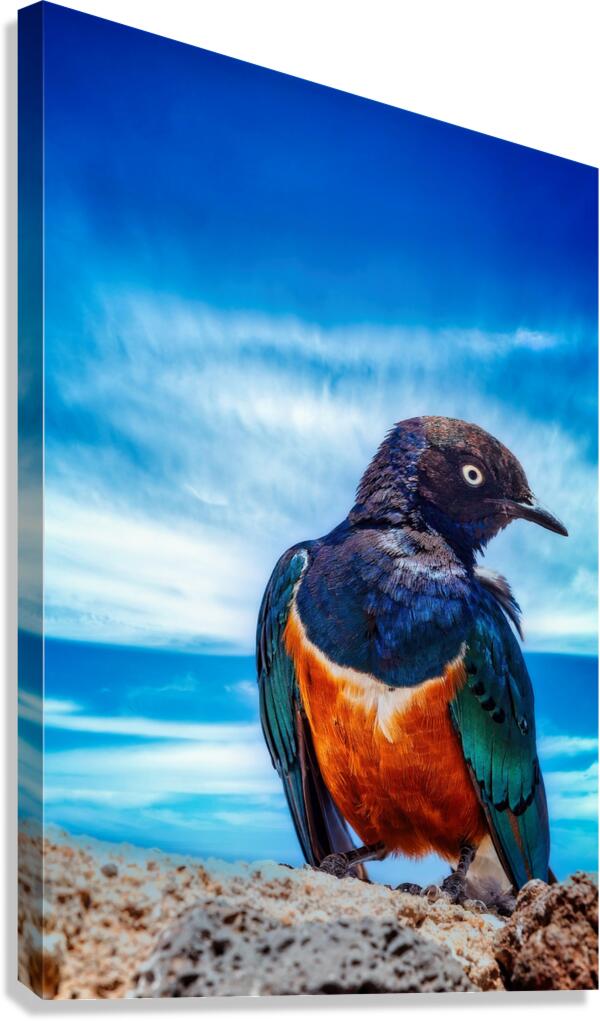Skyfire Starling Canvas Print