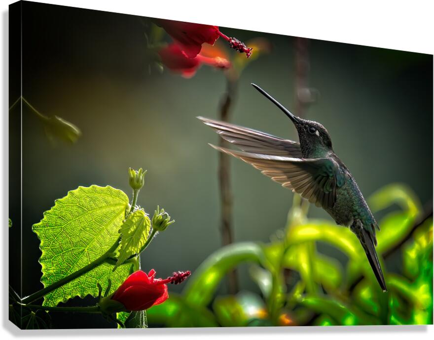 The Nectar Dancer Canvas Print