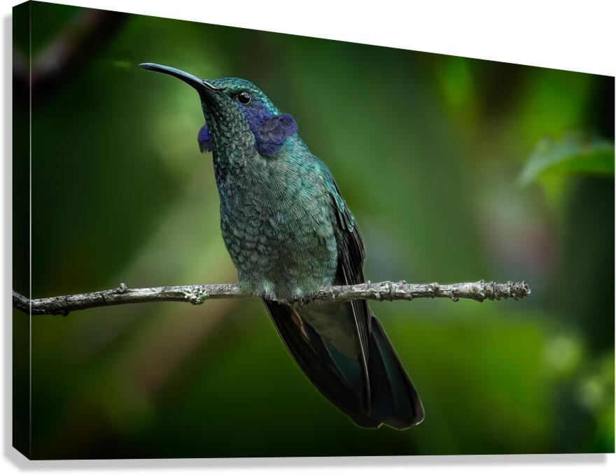 Emerald Whisper Canvas Print