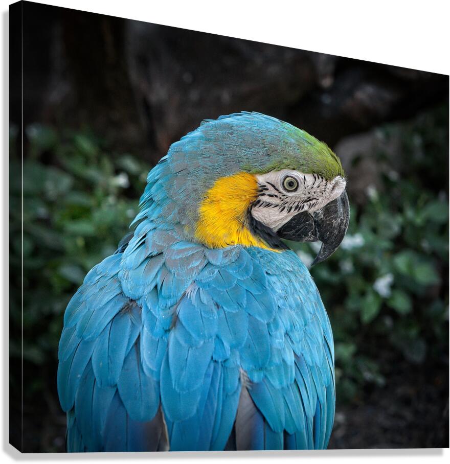 IMG 8095  Canvas Print