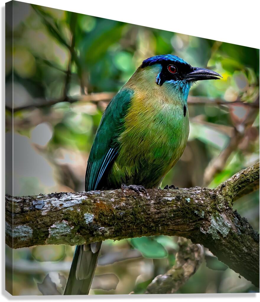 Jungle Jewel Canvas Print