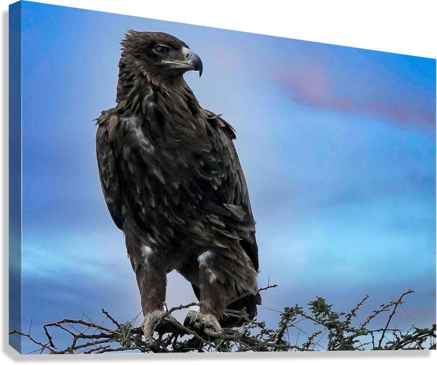 Sky Monarch Canvas Print