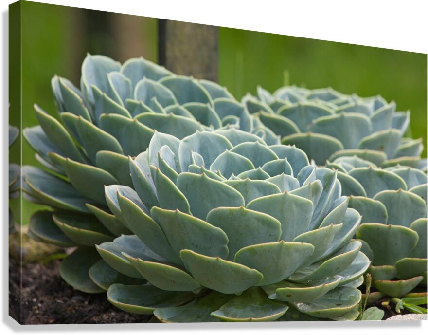 Succulent Rosettes Canvas Print
