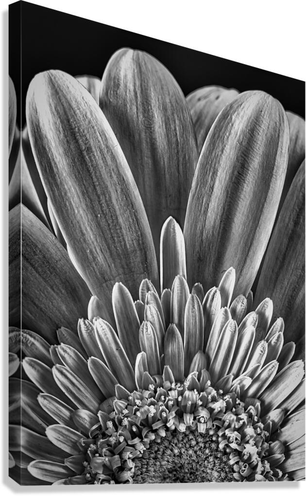 Bloom Canvas Print