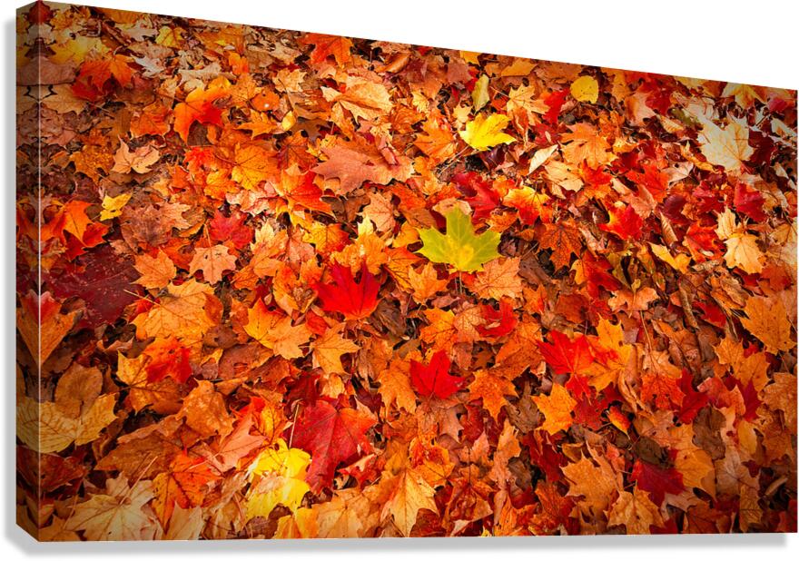 Autumn’s Golden Standout Canvas Print