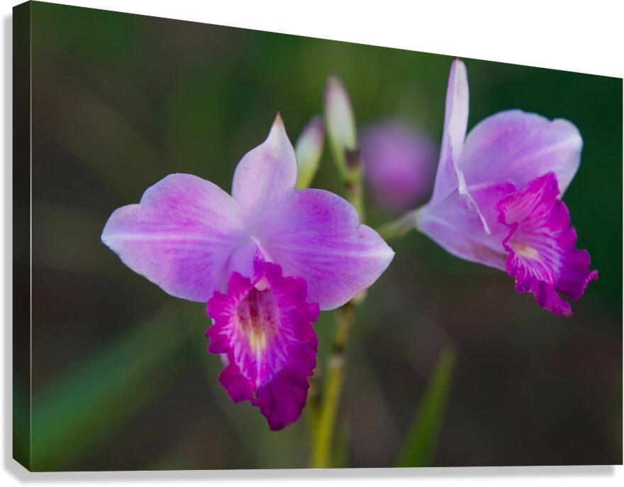 Purple Orchid Pair Canvas Print