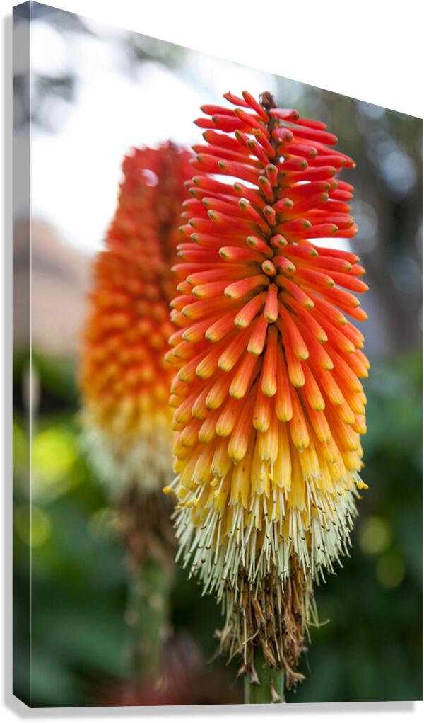 Fire Dance Bloom Canvas Print