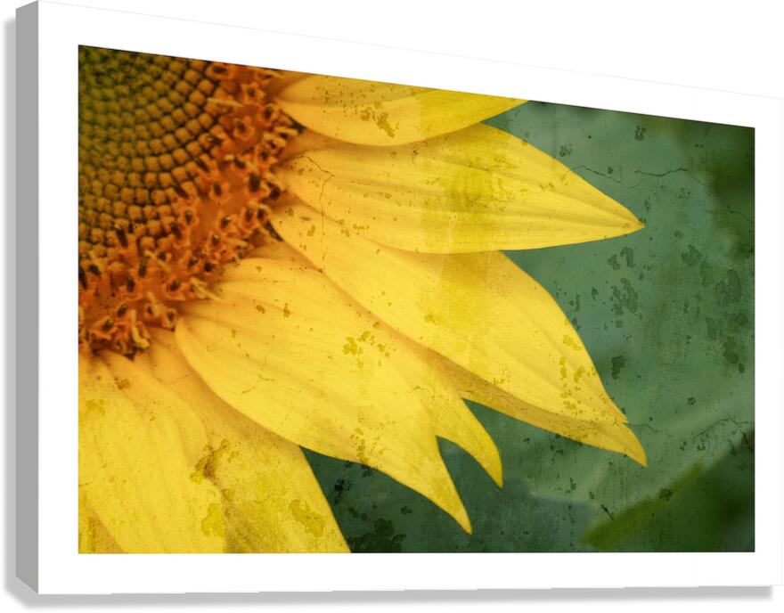Sunflower Glow Canvas Print