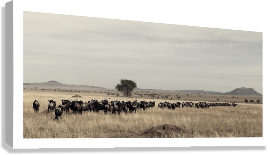 The Long Trek Canvas Print