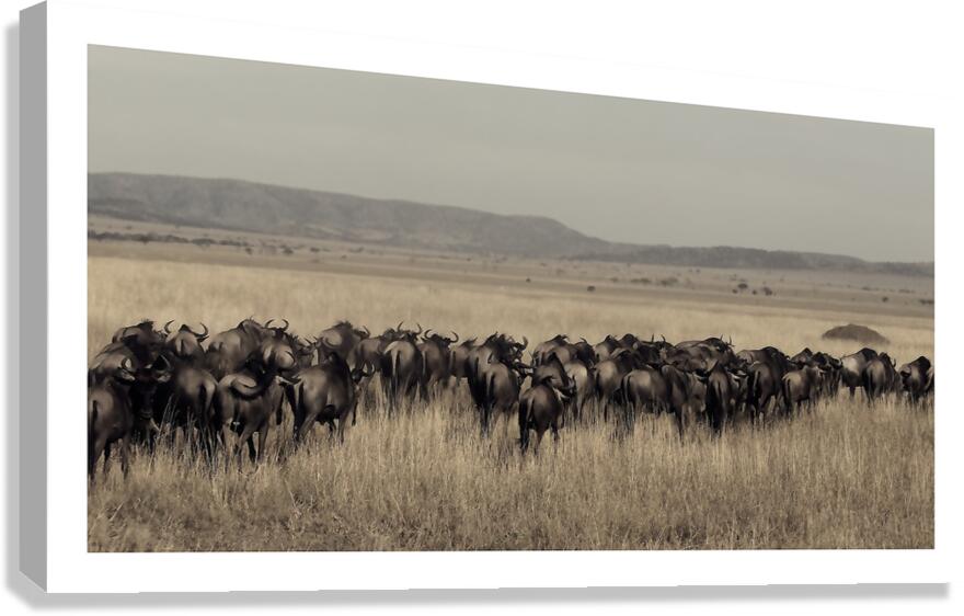 Journey of the Herd Canvas Print