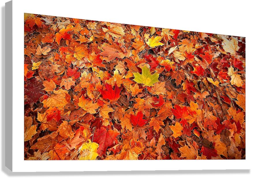 Autumn Carpet Canvas Print